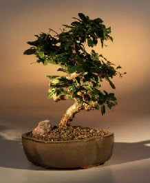 Flowering Fukien Tea Bonsai Tree - Medium Curved Trunk Style (ehretia)